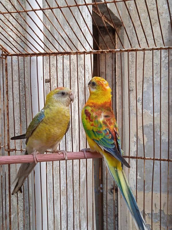 Red Rumped breeder pair 1