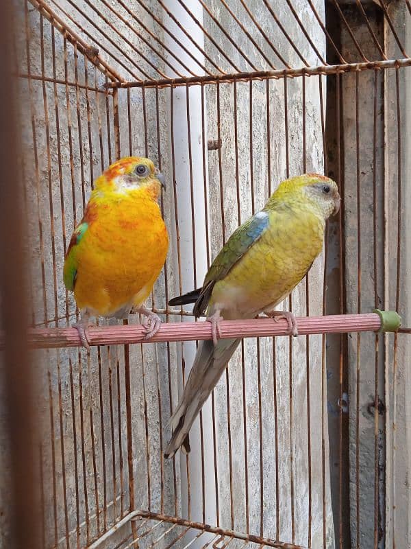 Red Rumped breeder pair 2