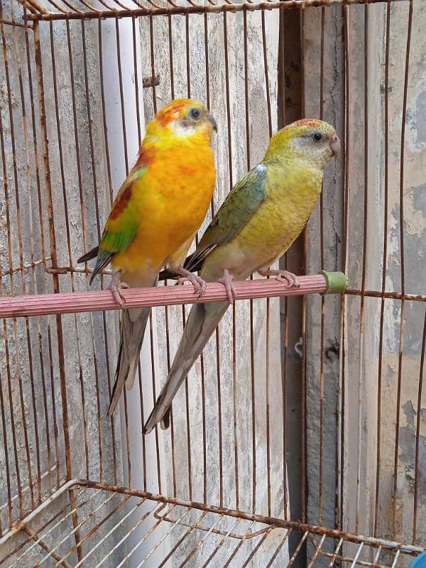 Red Rumped breeder pair 3