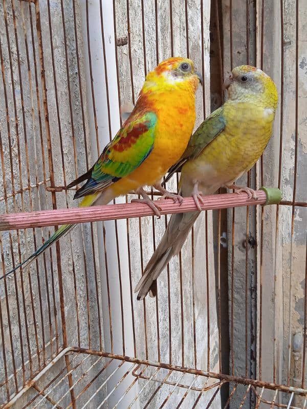 Red Rumped breeder pair 4