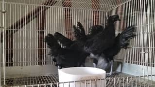 Ayam cemani Golden Buff Aseel