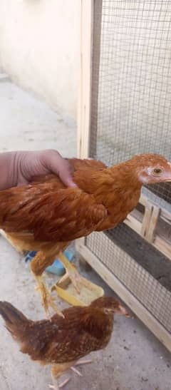 eggs wali murgi hain sb Golden buff white buff  all available