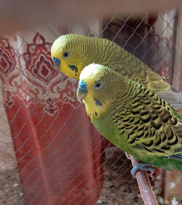 Lovebirds parrots 1