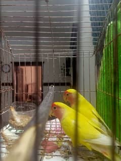 love bird 0