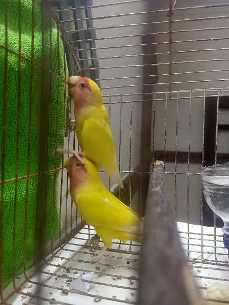 love bird 1