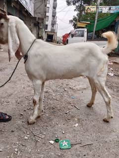 ghulabi kapla female