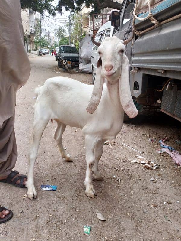 ghulabi kapla female 1