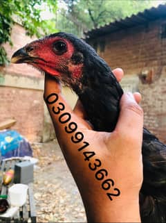 Thai black eyes hen