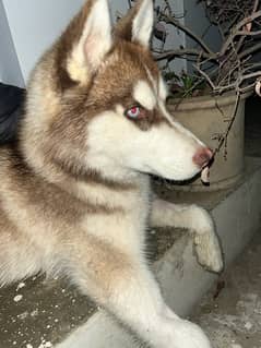 Husky 0