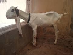 gulabi bakri