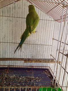 Ringneck female argent sale 0