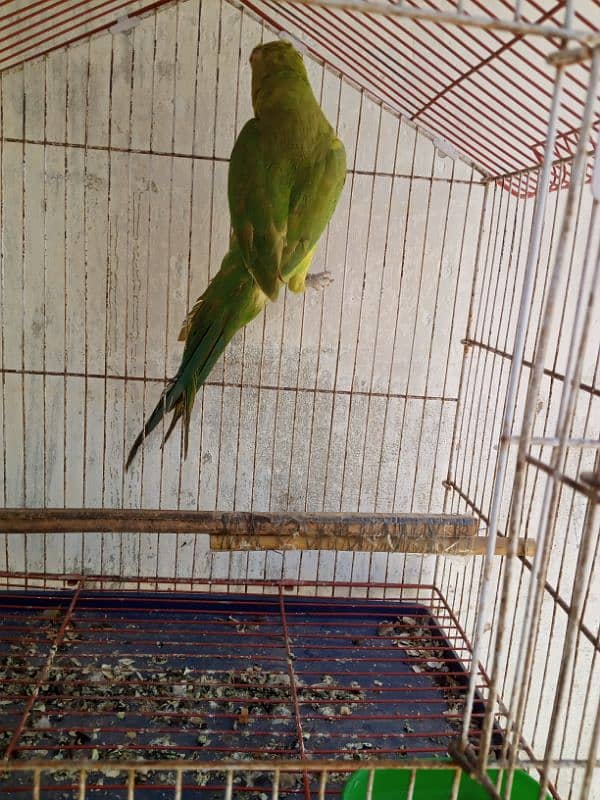 Ringneck female argent sale 0