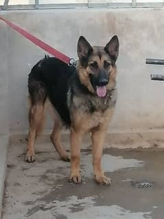 German Shepherd female for sale good for security