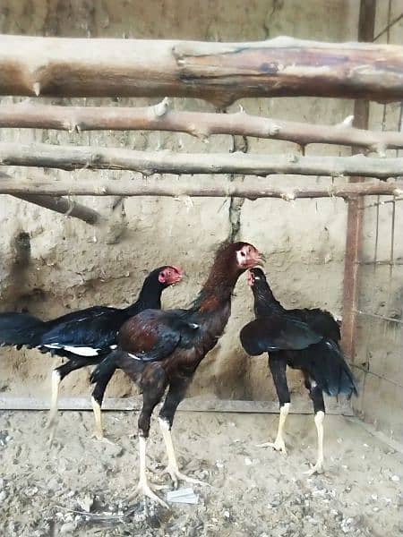 Lasaani jagiree cross aseel pure highted birds 2