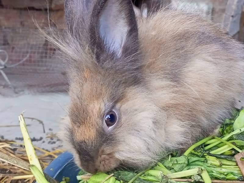 Lionhead Rabbits pure 1