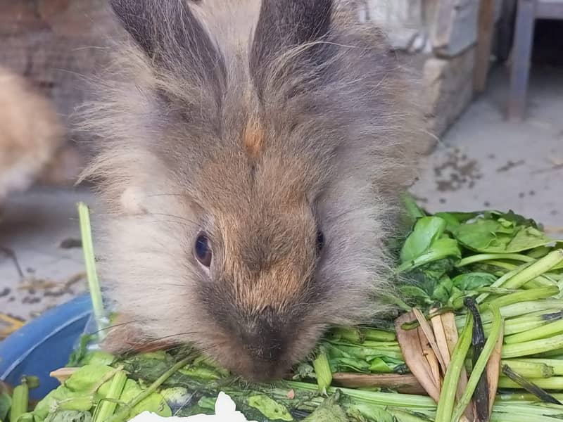 Lionhead Rabbits pure 2