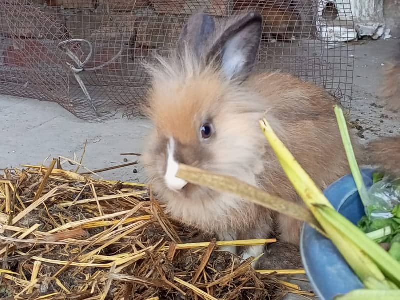 Lionhead Rabbits pure 4