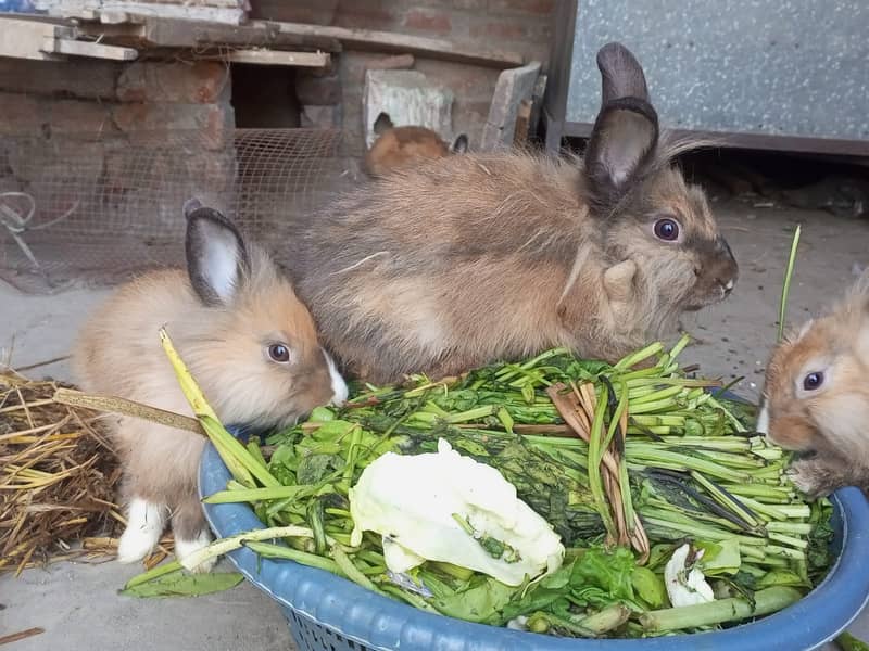 Lionhead Rabbits pure 5