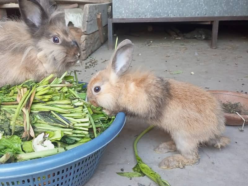 Lionhead Rabbits pure 6