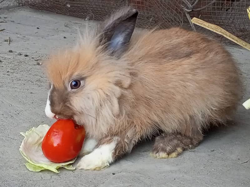 Lionhead Rabbits pure 7