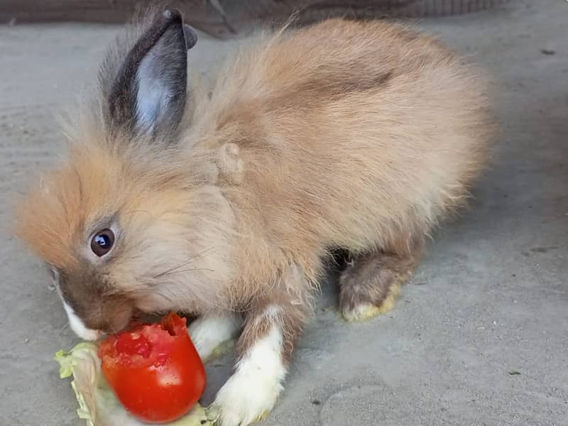 Lionhead Rabbits pure 8