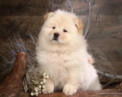 Chow chow Puppy | Dog for sale