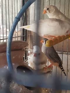 Breedder Finches for sale