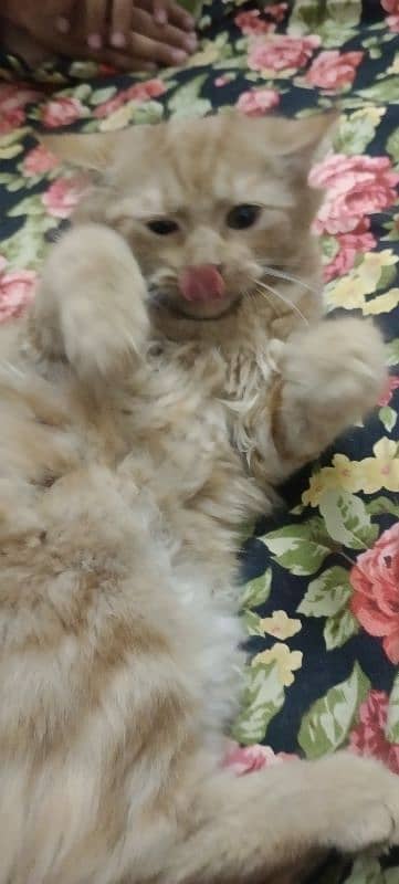 Persian cat for sale 1