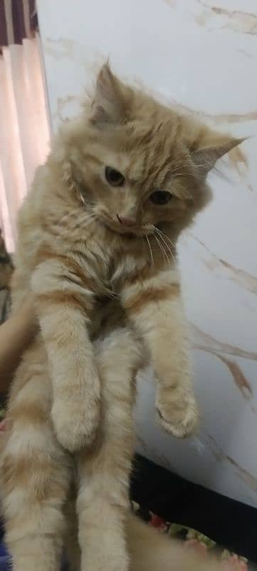 Persian cat for sale 2