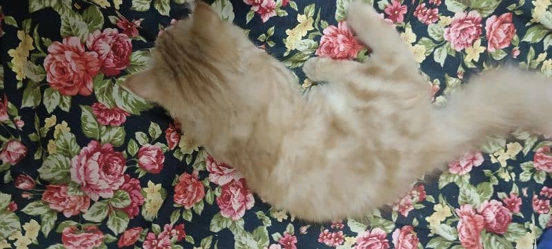 Persian cat for sale 3