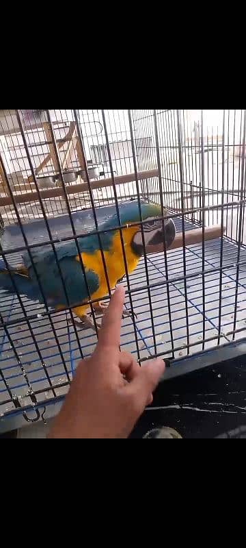 Macaw 1