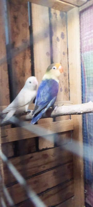 Love birds breeder pair or cage for sale Exchange possible 2