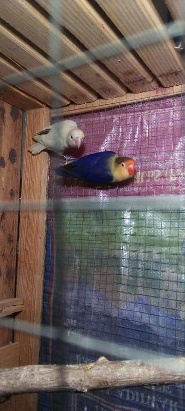 Love birds breeder pair or cage for sale Exchange possible 3