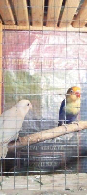 Love birds breeder pair or cage for sale Exchange possible 4