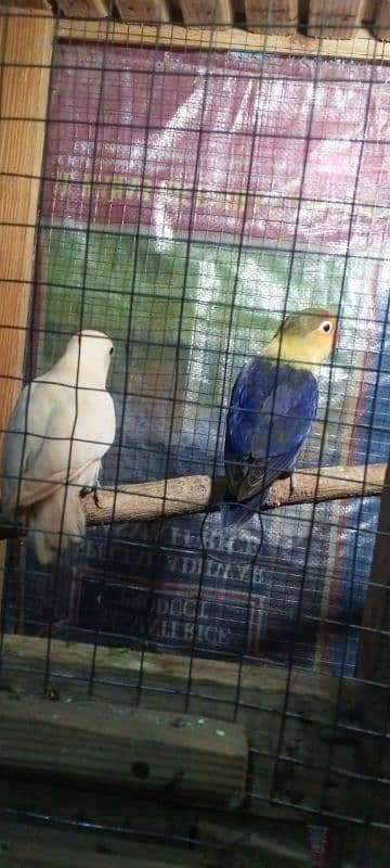 Love birds breeder pair or cage for sale Exchange possible 5