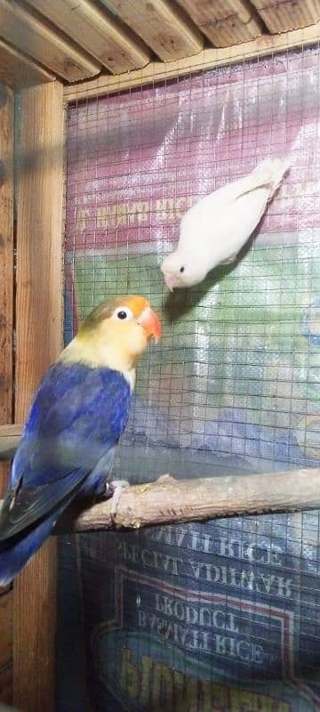 Love birds breeder pair or cage for sale Exchange possible 6