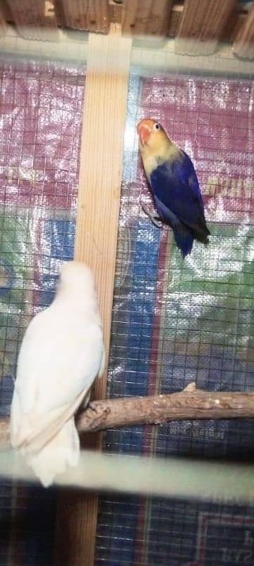 Love birds breeder pair or cage for sale Exchange possible 7