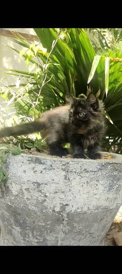 Male Persian breed cute kitten