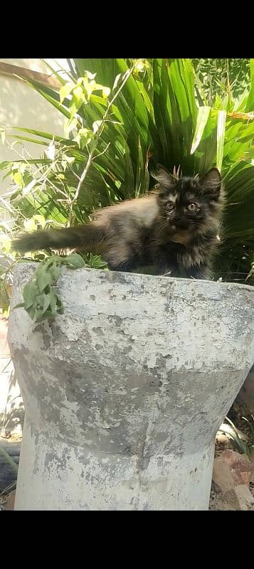 FeMale Persian breed cute kitten 1