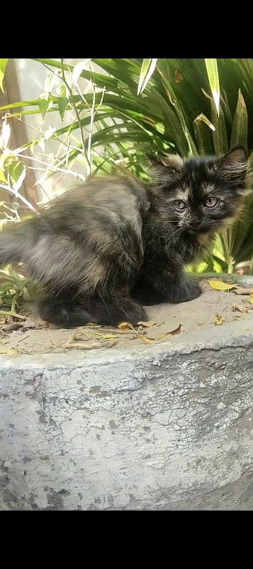 FeMale Persian breed cute kitten 2