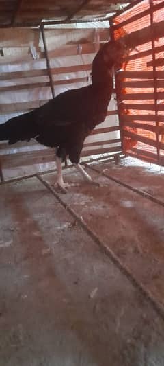 aseel hen for sale