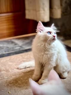 6 Month odd eyes Persian cats for sale