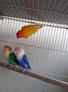 All lovebirds for sale check description for more detail