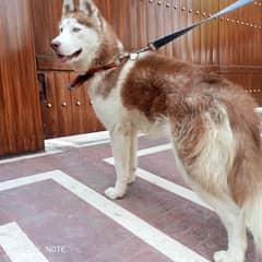 Siberian Husky Male/Dogs/High Quality/FriendlyDog/Puppies Also Avalble