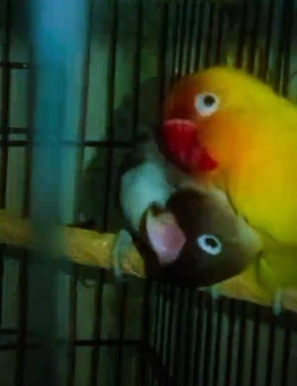 Love Bird Breeder Pair 0