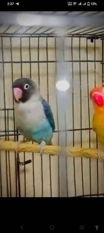 Love Bird Breeder Pair 1