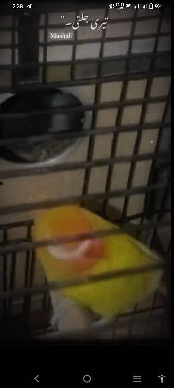 Love Bird Breeder Pair 2