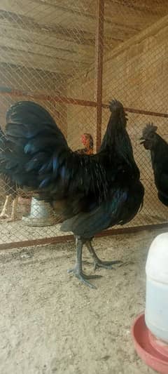 pure ayyam cemani