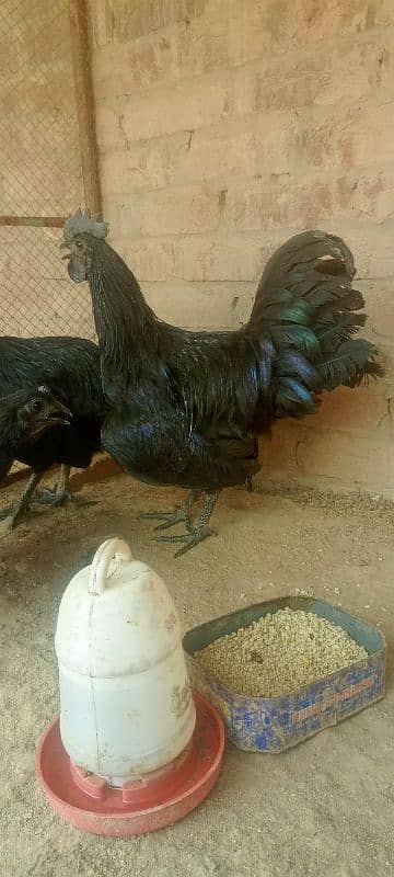 pure ayyam cemani 1