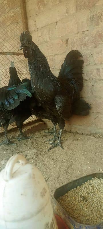 pure ayyam cemani 2